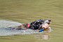 slides/0022_080608-000_DSC_0071.jpg  Water retrieves are great exercise for a senior dog's older joints.
