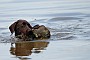 slides/0022_080608-011_DSC_0095.jpg  A real duck, though, gives the dog a lot more to think about.