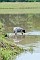 slides/0022_080608-022_DSC_0125.jpg  ... tip-toeing a bit ...