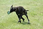 slides/0022_080608-027_DSC_0157.jpg  Mystery toy, with grass.