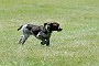 slides/0022_080608-035_DSC_0189.jpg  A young pup is cut loose for some solo frollic time.