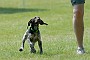 slides/0022_080608-036_DSC_0191.jpg  Cut loose... but still keeping his eye on the bigger animals.