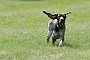 slides/0022_080608-037_DSC_0192.jpg  That's a whole lot of ears to grow into.
