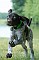 slides/0022_080608-041_DSC_0202.jpg  A bit out of camera focus, but a whole lot of puppy focus.