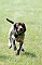 slides/0022_080608-042_DSC_0209.jpg  Coming in to his owner, full throttle.