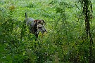 slides/0024_080914-023_DSC_2050.jpg  0024_080914-023_DSC_2050