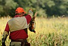 slides/0025_080920-005_DSC_2571.jpg  A ringneck rooster on his way out to the field. Many were heard in the woodlines later that evening.
