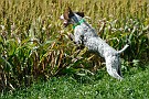slides/0025_080920-026_DSC_2668.jpg Into the sorghum.