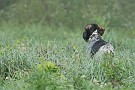 slides/0025_080921-037_DSC_2710.jpg  Her wirehaired bracemate is backing her point.