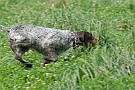slides/0025_080921-049_DSC_2766.jpg  Moxie's on the move through heavy grass cover.