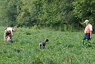 slides/0025_080921-052_DSC_2774.jpg  It's the shorthair's turn. Moxie's collared while the other dog works.