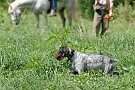 slides/0025_080921-053_DSC_2775.jpg  Switch! The wirehair's on another bird.