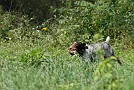 slides/0025_080921-055_DSC_2780.jpg  A tricky retrieve out of the woods.