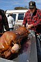 slides/DSC_3260_20081018-006.jpg  Red is busy turning it into a meal for handlers, judges, gunners, owners, guests... and (who are we kidding) at least a couple of dogs.
