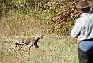 slides/DSC_3269_20081018-008.jpg  Out of lean field lines, this young lady never stopped moving.