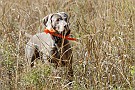 slides/DSC_3272_20081018-009.jpg  Her temporary bracemate stuck more to the middle of the field, and was making lots of finds.