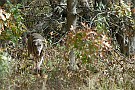 slides/DSC_3285_20081018-011.jpg  At the end of a day's hunt tests, the woods are full of quail.