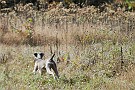 slides/DSC_3290_20081018-013.jpg  Moving out from the woods to see what her bracemate is up to.