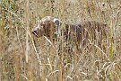 slides/DSC_3328_20081018-020.jpg  A harder scene for another dog to honor, as those grey coats quickly disappear into the cover.