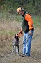 slides/DSC_3332_20081018-023.jpg  Off comes the lead for a young German Shorthair's chance to get in some first-hand bird encounters on leftovers in the Senior field.