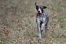 slides/DSC_3335_20081018-024.jpg  Still a little unsure, she's working her way back to her handler.