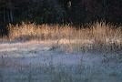 slides/DSC_3347_20081019-028.jpg  A frosty, early morning Pennsylvania field in October. The air is very still - which means that bird scent is still holding close.