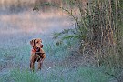 slides/DSC_3349_20081019-030.jpg  A Vizsla has located a runaway in the woodline.