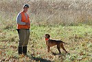 slides/DSC_3360_20081019-033.jpg  Waiting on the line, this Vizsla has a remarkably cool headed while waiting on the judges.