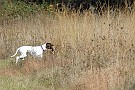 slides/DSC_3374_20081019-037.jpg  Rough the Pointer, on a chukar retrieve.