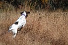 slides/DSC_3396_20081019-039.jpg  Leaping into the cover - a good sign of prey drive.