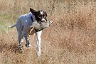 slides/DSC_3406_20081019-041.jpg  Making a quick line back to his handler.
