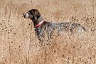 slides/DSC_3409_20081019-042.jpg  Back for a second morning of post-test field romping. She's looking more bold than the day before.