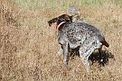 slides/DSC_3420_20081019-045.jpg  When people say that quail flush 'explosively,' this is what they mean.