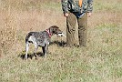 slides/DSC_3431_20081019-046.jpg  She's got a very soft mouth, and is bringing the quail in to show dad.