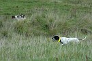 slides/0027_081109-024_DSC_3778.jpg  Stella, a pointer running as a bye-dog, and Di work independently.