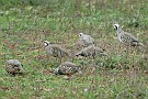 slides/0027_081109-028_DSC_3791.jpg  Refugee chukar quickly covey up in the surrounding fields.