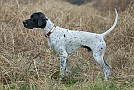 slides/0027_081109-036_DSC_3832.jpg  Cabot 4