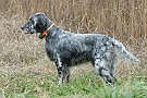 slides/0027_081109-041_DSC_3849.jpg  Setter 1