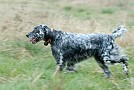 slides/0027_081109-042_DSC_3853.jpg  Setter 2