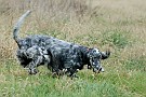 slides/0027_081109-043_DSC_3859.jpg  Setter 3