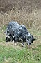 slides/0027_081109-044_DSC_3861.jpg  Setter 4