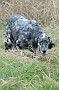 slides/0027_081109-045_DSC_3862.jpg  Setter 5