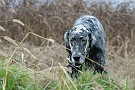 slides/0027_081109-046_DSC_3865.jpg  Setter 6