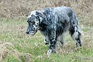 slides/0027_081109-047_DSC_3869.jpg  Setter 7