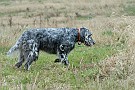 slides/0027_081109-048_DSC_3872.jpg  Setter 8