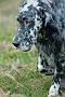 slides/0027_081109-049_DSC_3875.jpg  Setter 9