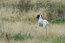 slides/0027_081109-054_DSC_3901.jpg  A high-stepping retrieve.