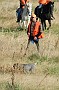 slides/0027_081109-057_DSC_3920.jpg  A Wirehair's on point, and his handler's moving in as the judges ride up for a closer look.
