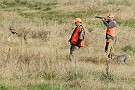 slides/0027_081109-059_DSC_3924.jpg  And the partridge is up, flushing away from the dog.