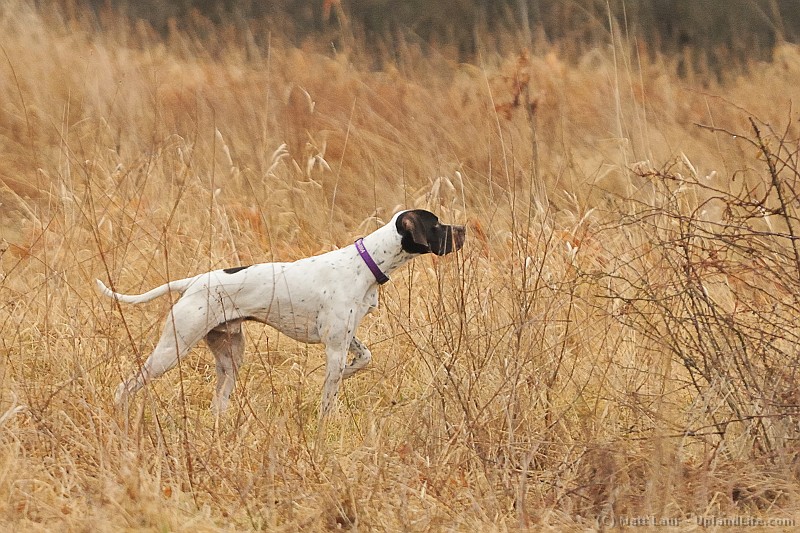 mason & dixon german shorthaired pointer club